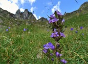 42 Genzianella germanica (Gentianella germanica) in fiore per il Valletto